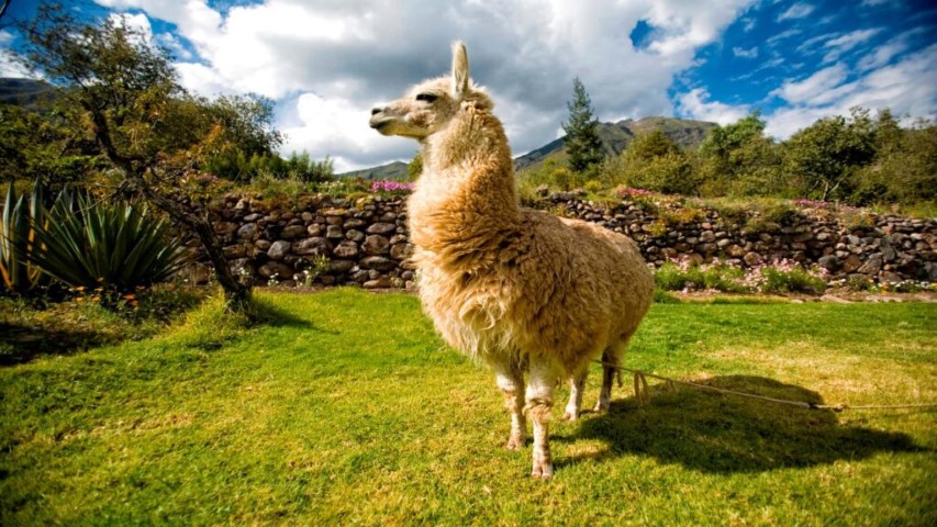 Alpaca